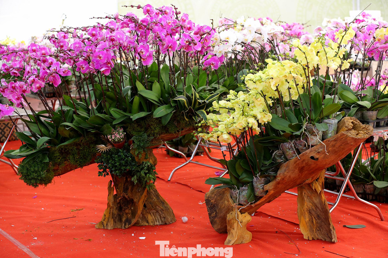 Theo ghi nhận của phóng viên báo Tiền Phong, năm nay đã có sẵn những chậu hoa lan hồ điệp được cắm trên các thân gỗ lũa độc đáo với giá hàng trăm triệu để chờ "đại gia" đến rước.