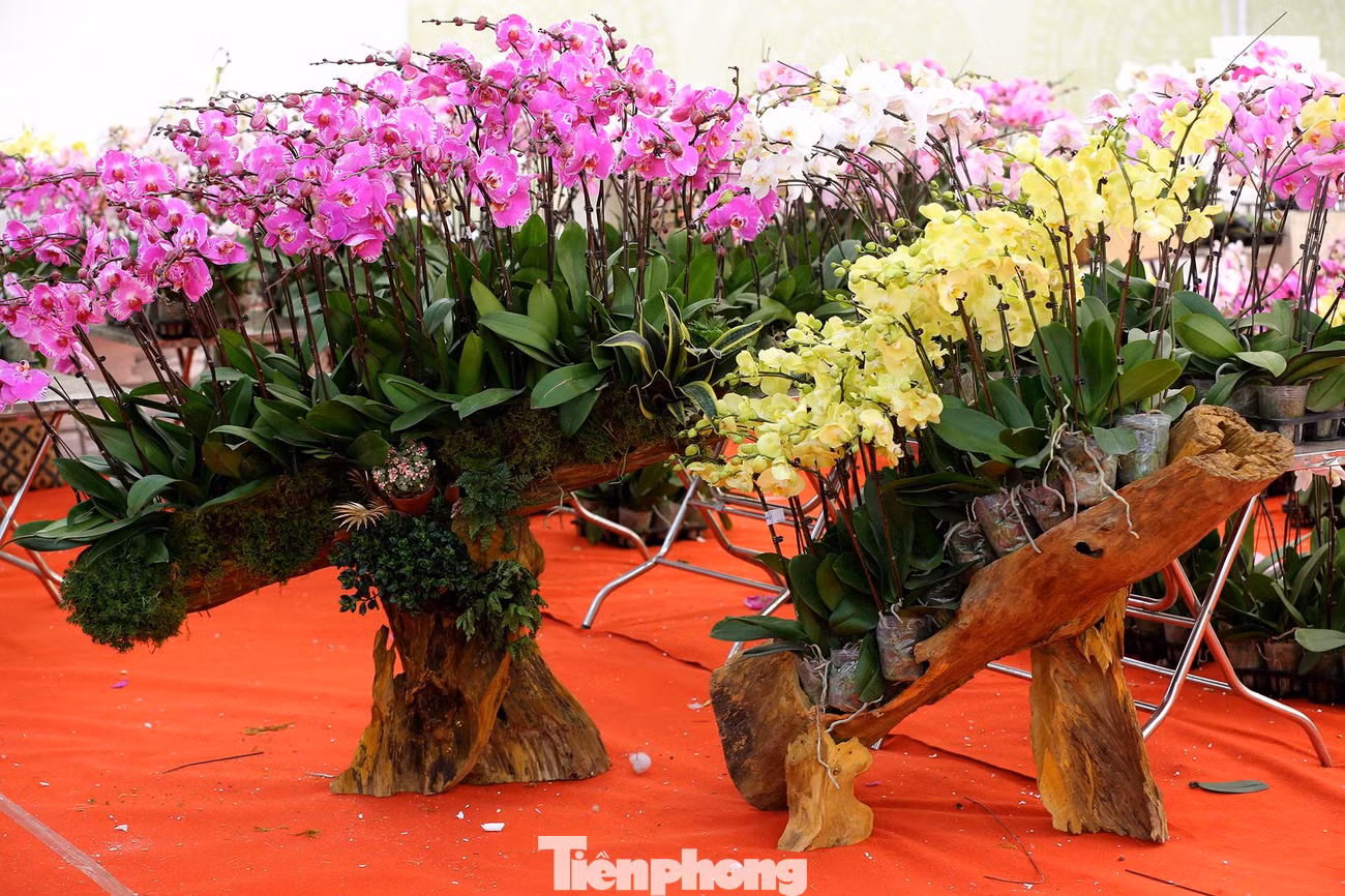 Theo ghi nhận của phóng viên báo Tiền Phong, năm nay đã có sẵn những chậu hoa lan hồ điệp được cắm trên các thân gỗ lũa độc đáo với giá hàng trăm triệu để chờ "đại gia" đến rước.