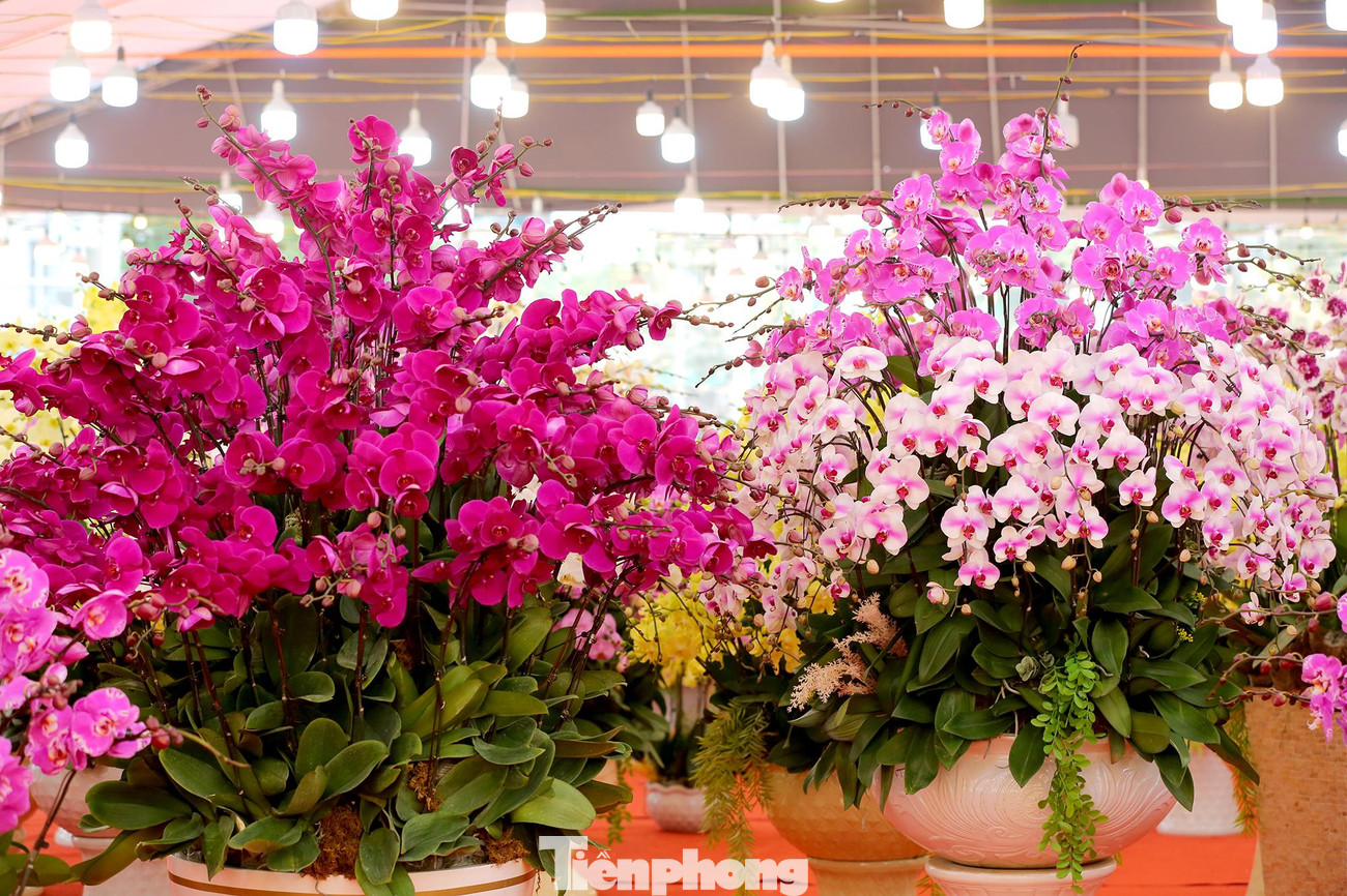 Chậu hồ điệp quyến rũ, đầy quý phái, tài lộc để chưng trong nhà sẽ mang đến những điều tốt lành, may mắn cho gia chủ trong những ngày đầu năm mới Nhâm Dần.