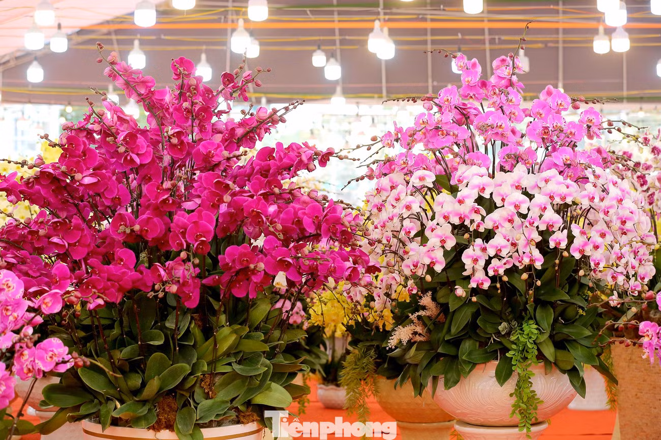 Chậu hồ điệp quyến rũ, đầy quý phái, tài lộc để chưng trong nhà sẽ mang đến những điều tốt lành, may mắn cho gia chủ trong những ngày đầu năm mới Nhâm Dần.