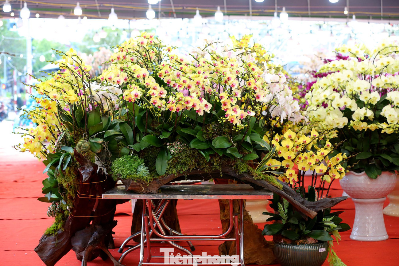 Lan hồ điệp vẫn là loài hoa được nhiều người ưa chuộng bởi hoa này đẹp và bền, nếu chăm sóc đúng theo quy cách có thể chơi nhiều tháng, dòng hoa này đa dạng màu sắc nên dễ dàng phối nhiều loại khác nhau, tạo thành những chậu cảnh tết rực rỡ.