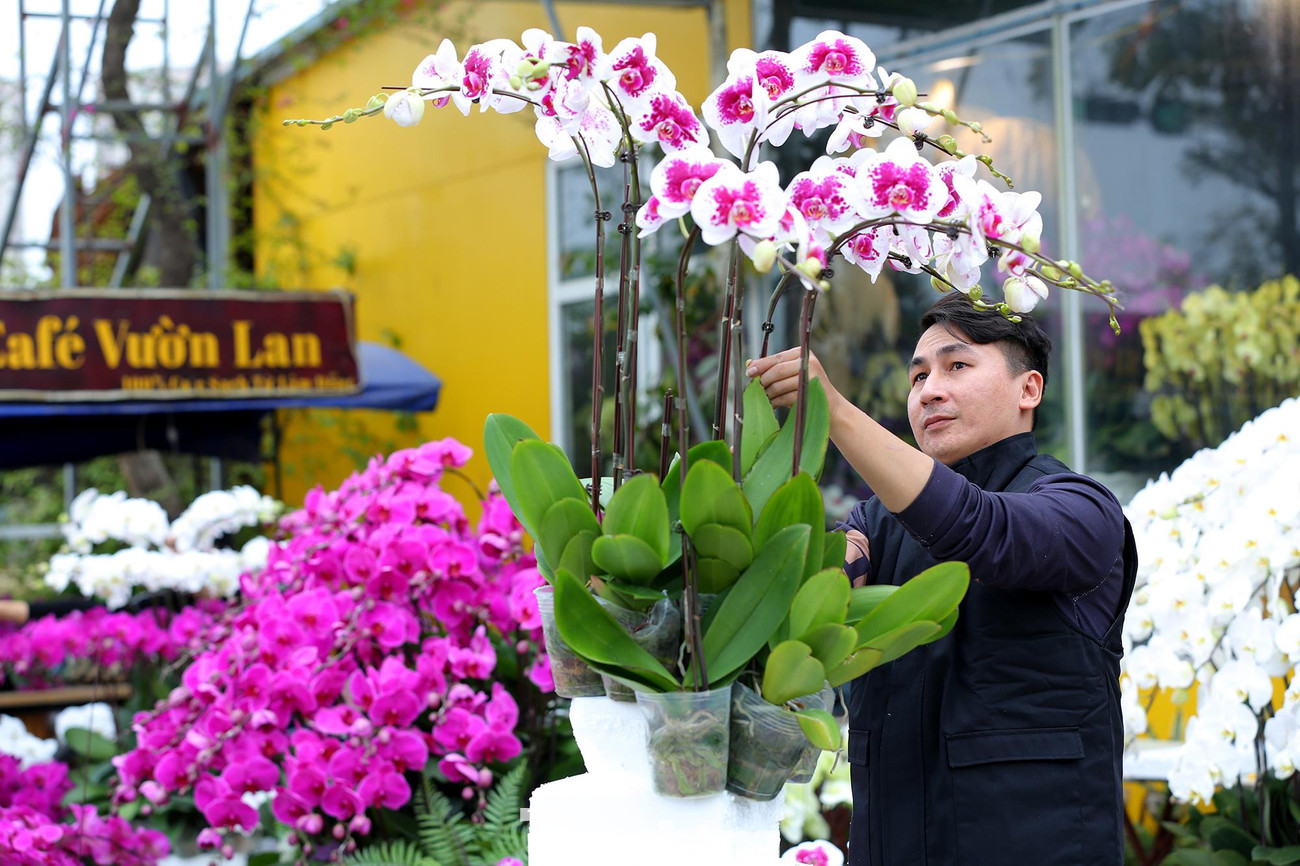 Còn khoảng nửa tháng nữa là đến Tết Nguyên đán Nhâm Dần 2022, tại thị trường Hà Nội các chủ vườn lan đã tất bật vận chuyển các chậu lan hồ điệp đến các địa điểm bán khắp Thủ đô để kịp cung ứng ra thị trường.