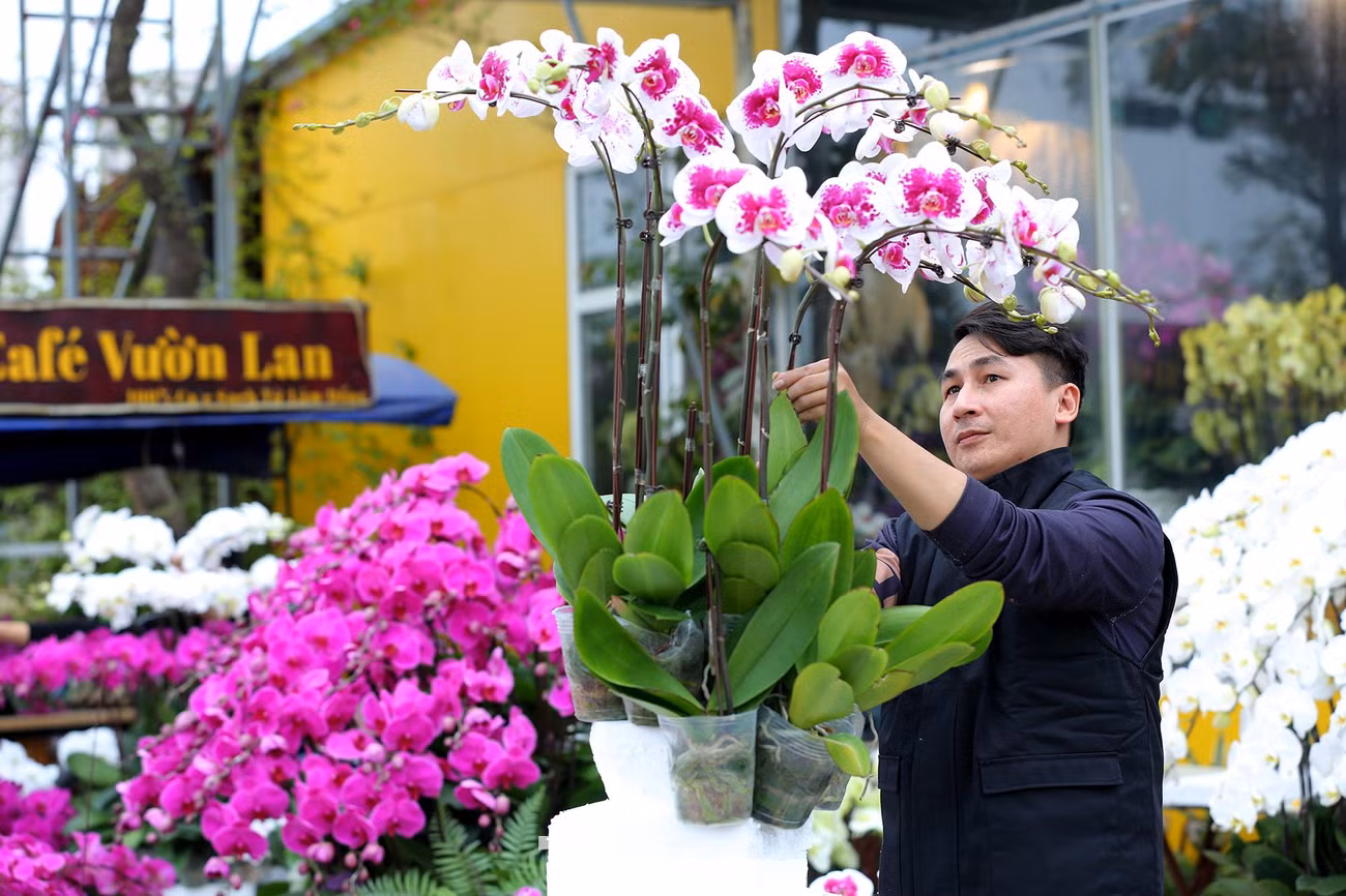 Còn khoảng nửa tháng nữa là đến Tết Nguyên đán Nhâm Dần 2022, tại thị trường Hà Nội các chủ vườn lan đã tất bật vận chuyển các chậu lan hồ điệp đến các địa điểm bán khắp Thủ đô để kịp cung ứng ra thị trường.