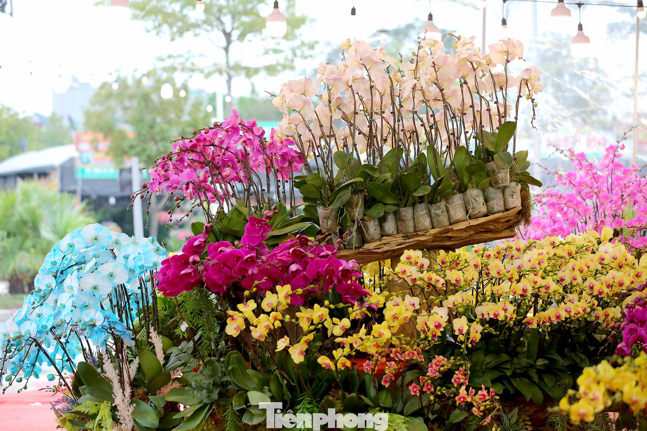 Theo chị Vũ Thùy Dương, chủ cửa hàng hoa lan hồ điệp trên đường Cổ Linh (Long Biên, Hà Nội) cho biết, năm nay, do ảnh hưởng của dịch bệnh COVID-19, nên từ đầu năm các nhà vườn đã điều chỉnh nhập số lượng phù hợp.