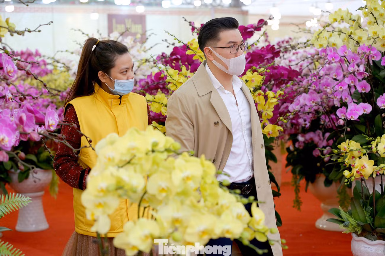 Lan hồ điệp là một loại hoa đẹp mang nhiều ý nghĩa tốt lành thích hợp dùng để trưng trong ngày Tết cổ truyền.