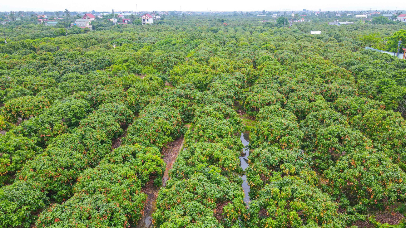 Toàn cảnh thủ phủ vải Thanh Hà đang vào vụ mùa bội thu.