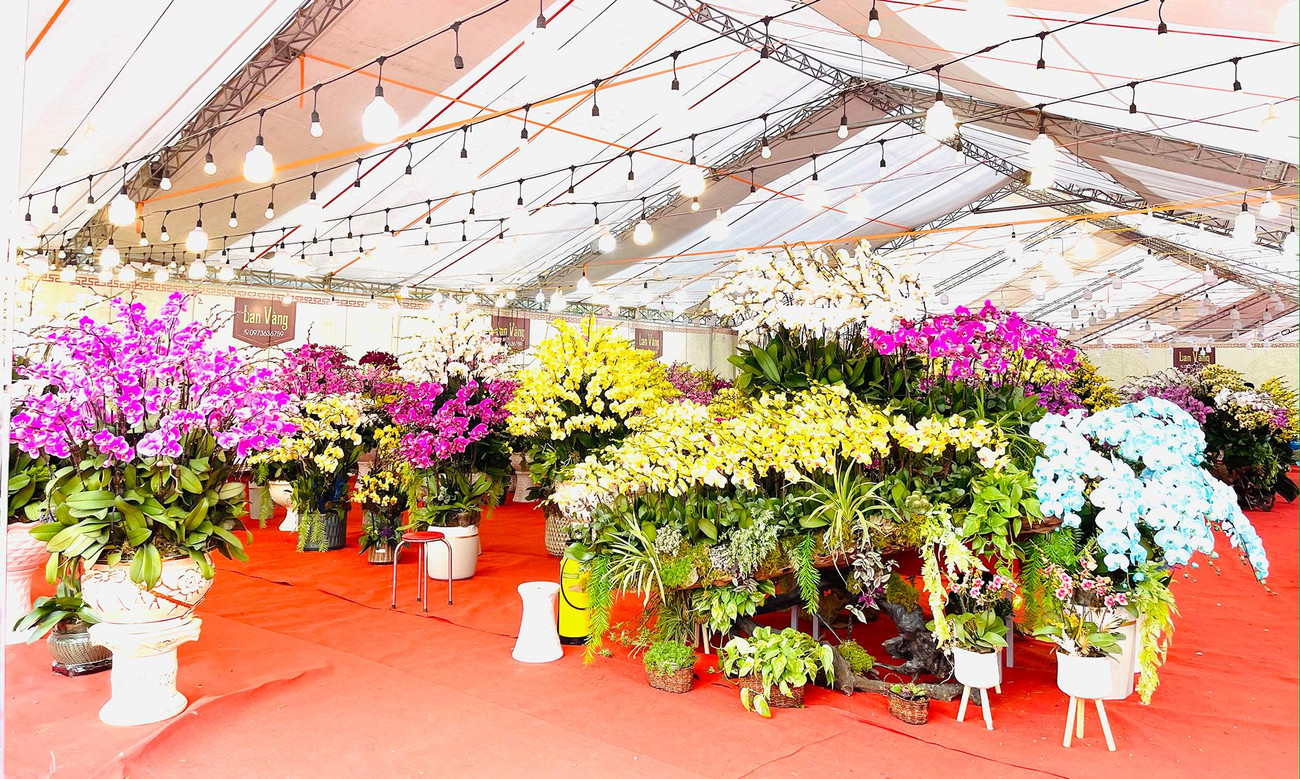 Khoảng 3 tuần nay, hoa lan hồ điệp trị giá cả "trăm triệu" đã tấp nập xuống phố phục vụ khách hàng chơi Tết.