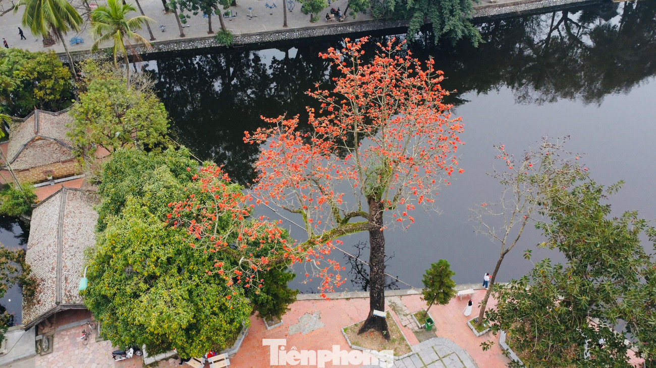 Cây gạo còn có tên gọi khác là mộc miên, hồng miên hay pơ lang. Đây là loài cây ở vùng nhiệt đới với thân cây cao và thẳng, lá rụng vào mùa đông. Hoa gạo màu đỏ với 5 cánh hoa.