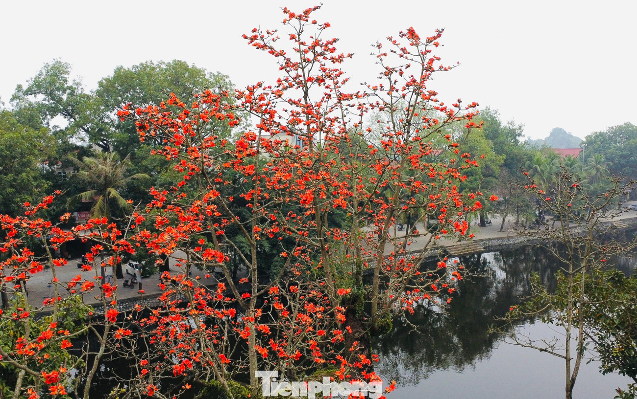 Sắc đỏ rực rỡ nổi bật trên nền trời.