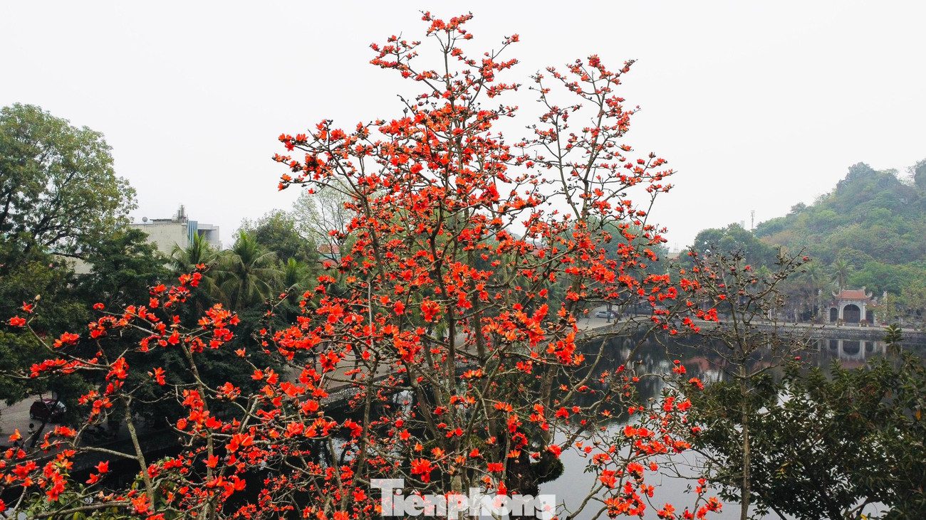 Hoa gạo thắp lửa trong ngôi chùa nghìn tuổi ở Hà Nội ảnh 4