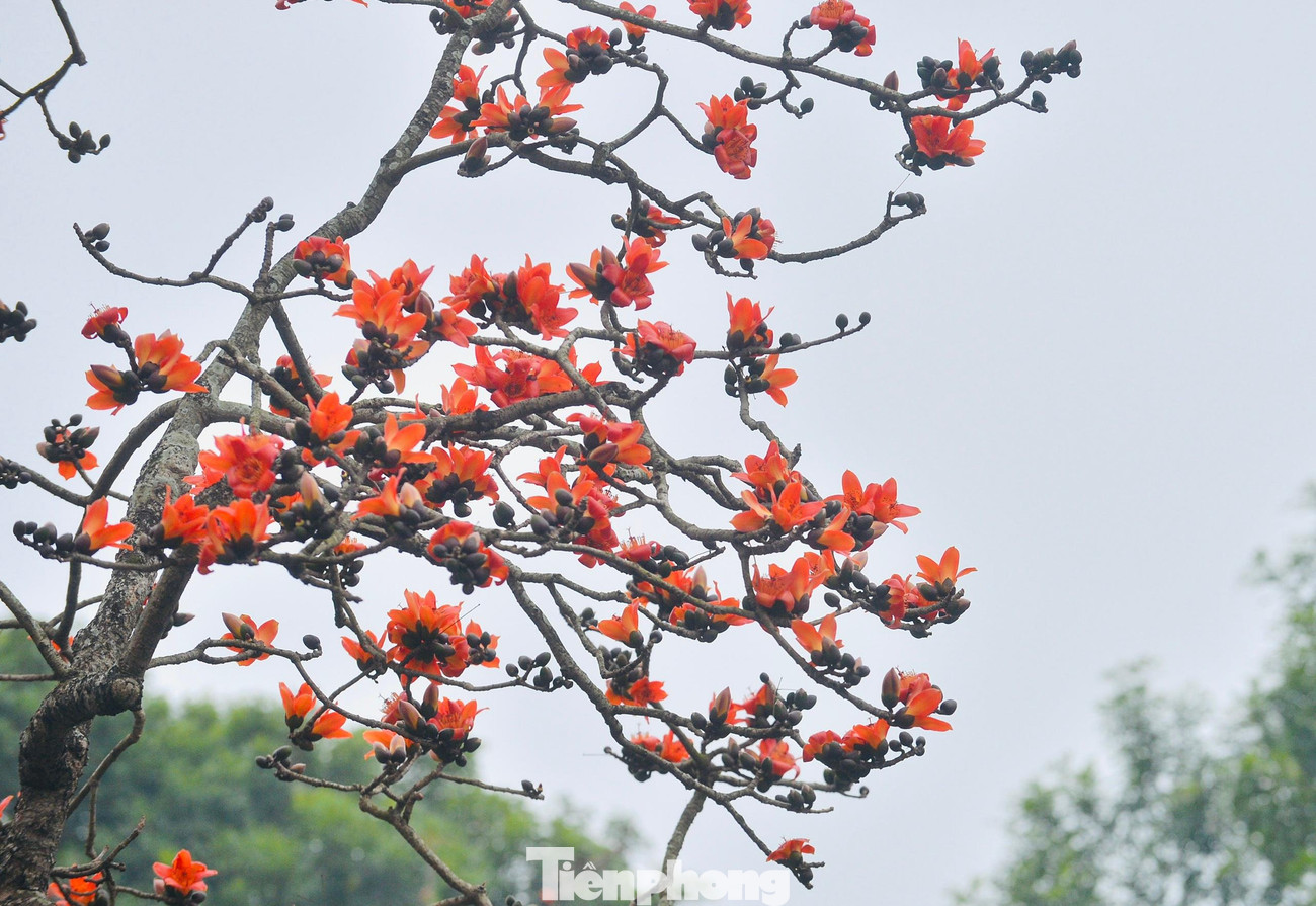 Những bông hoa như thắp lửa trên nền trời...