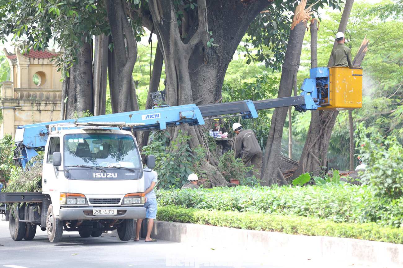 Cây đa cao 20 mét này có tuổi đời trên 100 năm. Cây có từ 5 đến 6 rễ phụ. Người dân xung quanh đặt ban thờ và thường thắp hương tại đây vào các ngày rằm, lễ...Đơn vị cây xanh đã tiến hành cắt cành, xử lý để giải tỏa giao thông.