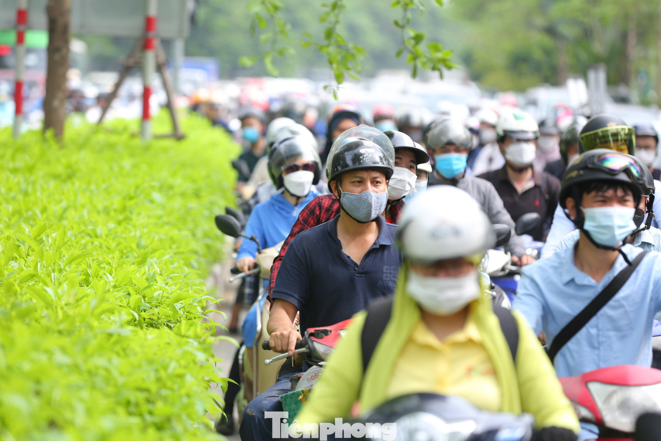 Cành cây này cao hơn 10 m, đổ chắn ngang lối lên đường trên cao hướng Nhật Tân - Cầu Giấy.