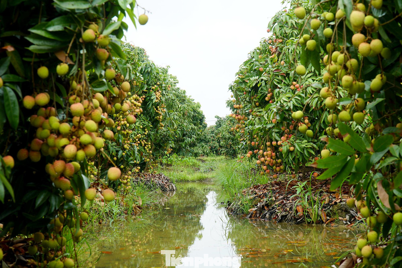 Với khoảng 8.900ha trồng vải, năm nay, tỉnh Hải Dương dự kiến tổng sản lượng đạt trên 60.000 tấn, tăng 5.000 tấn so với năm 2021. Giá bán cao, người trồng vải vô cùng phấn khởi.