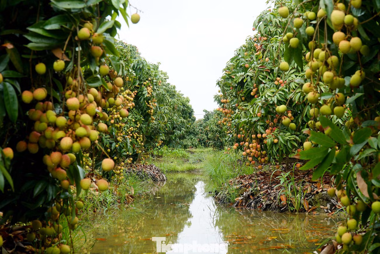 Với khoảng 8.900ha trồng vải, năm nay, tỉnh Hải Dương dự kiến tổng sản lượng đạt trên 60.000 tấn, tăng 5.000 tấn so với năm 2021. Giá bán cao, người trồng vải vô cùng phấn khởi.