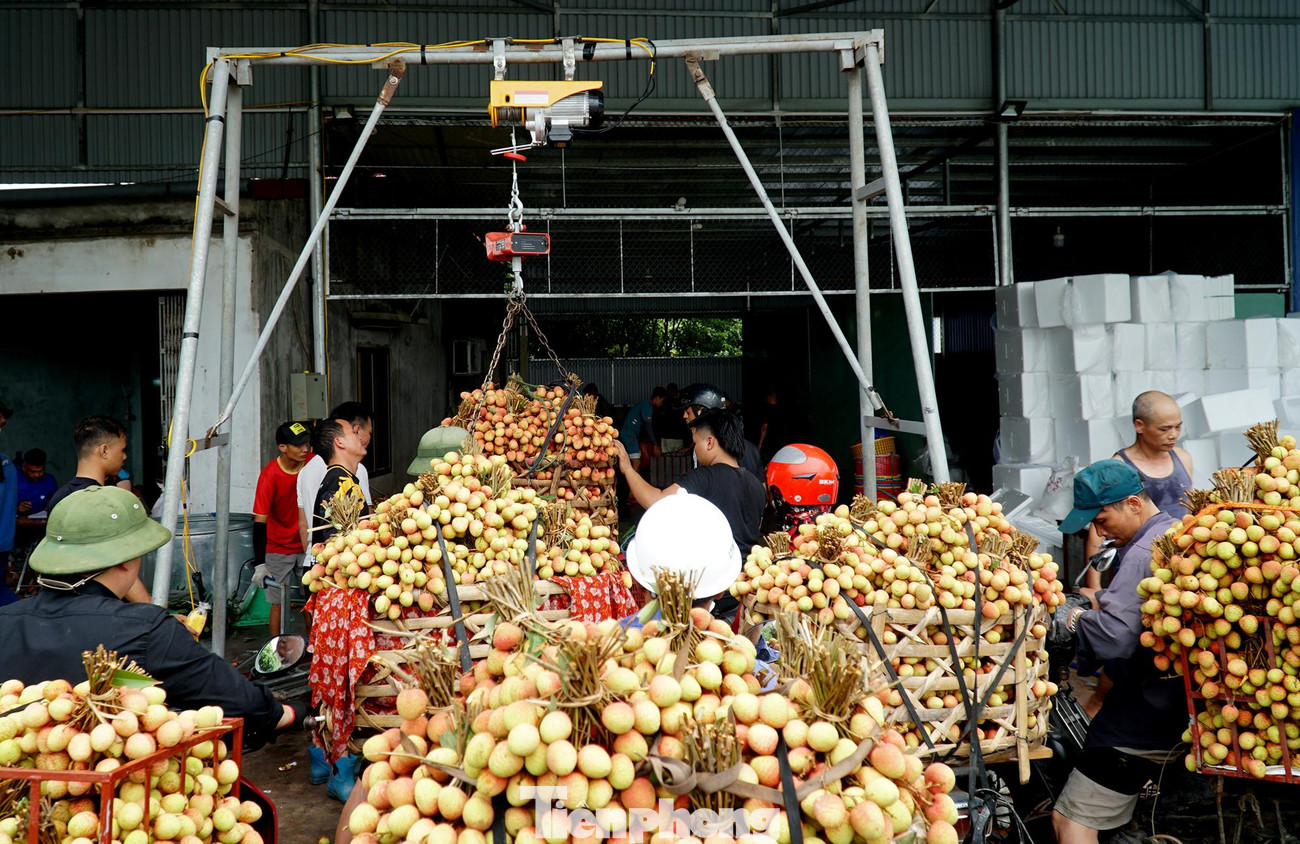 Mẫu mã vải năm nay đẹp, các loại vải cung ứng ra thị trường đều được thương lái mua với giá cao, hứa hẹn một vụ mùa bội thu cho người nông dân trồng vải Thanh Hà.