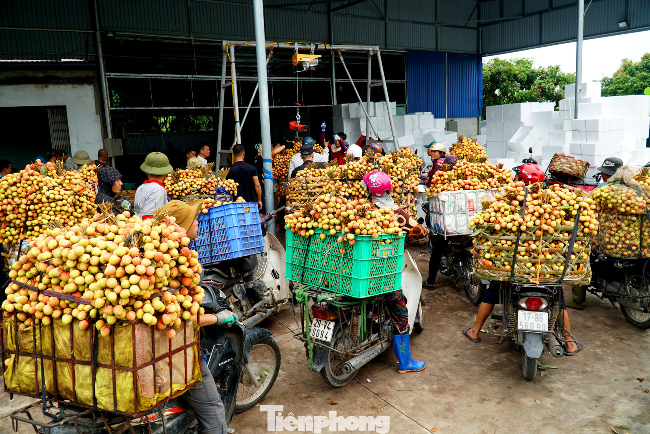 Các thương lái tấp nập thu mua vải từ sáng sớm.