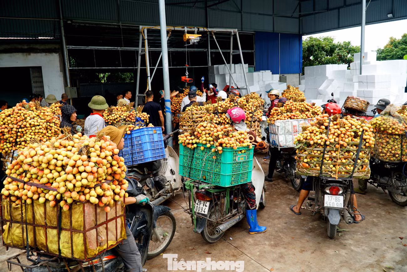 Các thương lái tấp nập thu mua vải từ sáng sớm.