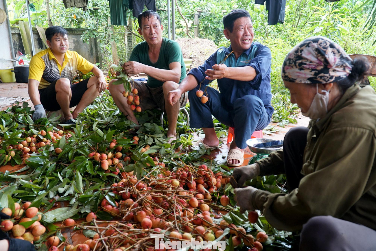 Những ngày này đi khắp thủ phủ vải Thanh Hà, đều bắt gặp nụ cười hồ hởi của các hộ gia đình.