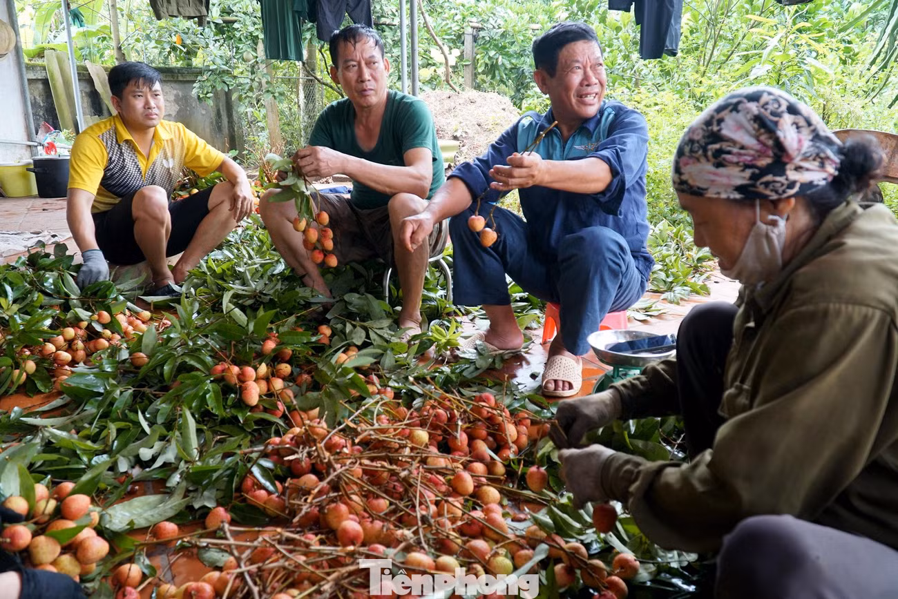 Những ngày này đi khắp thủ phủ vải Thanh Hà, đều bắt gặp nụ cười hồ hởi của các hộ gia đình.