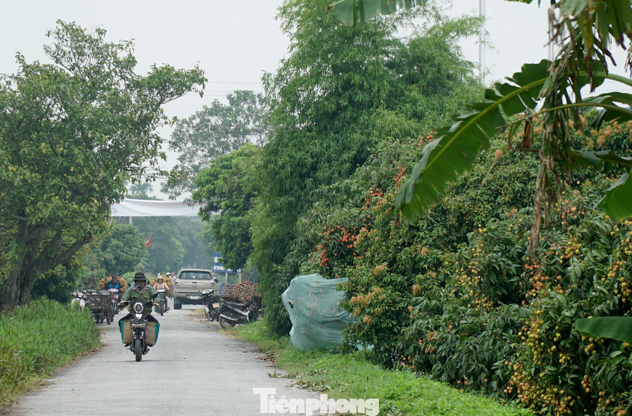Năm nay dự kiến tỉnh Hải Dương hiện có khoảng 9.000ha vải thiều, sản lượng vải năm 2022 dự kiến đạt 60.000 tấn, tăng 10% so với năm 2021.