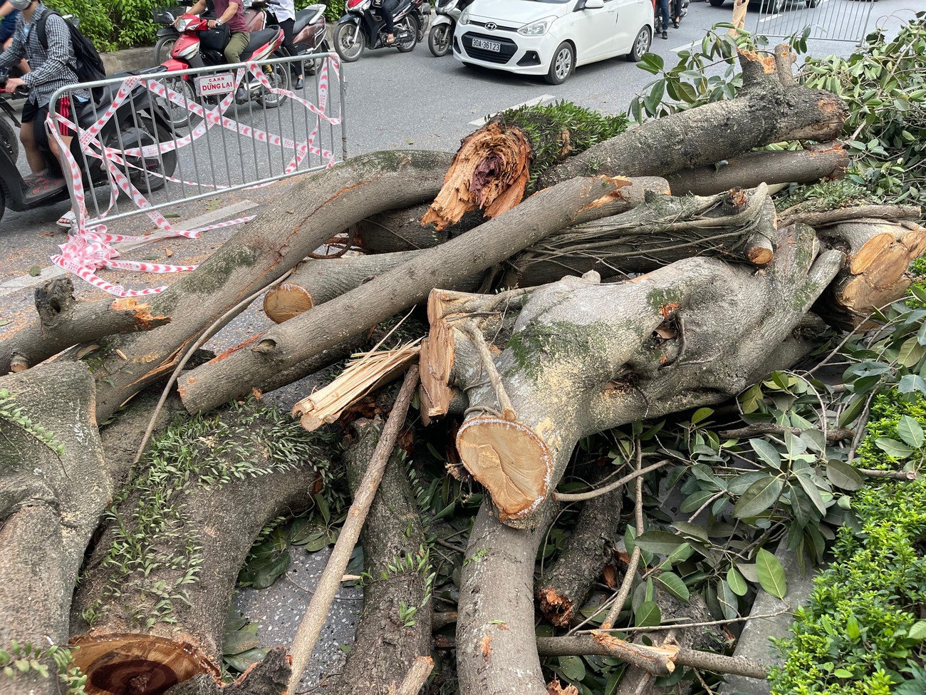 Bước đầu ghi nhận không có người hoặc phương tiện bị đè trúng khi nhánh cây gẫy đổ.