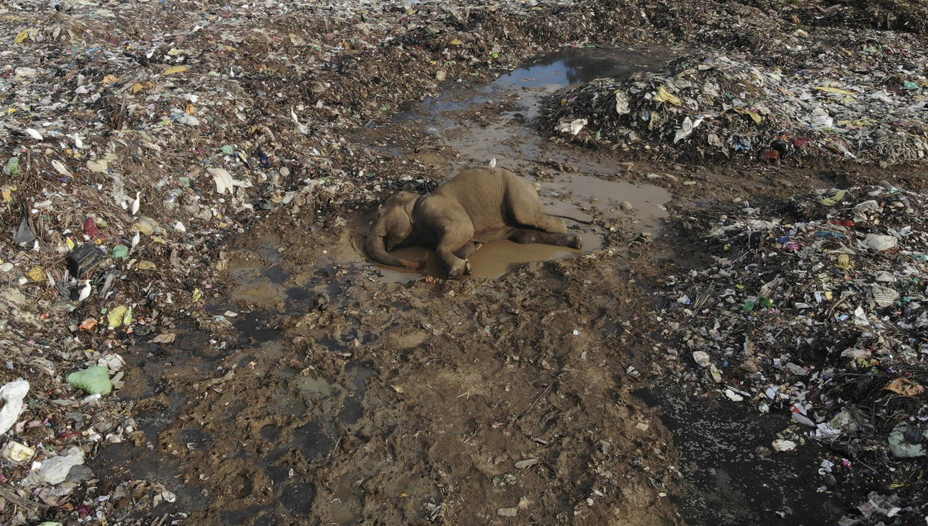 Xác một con voi chết ở bãi rác.