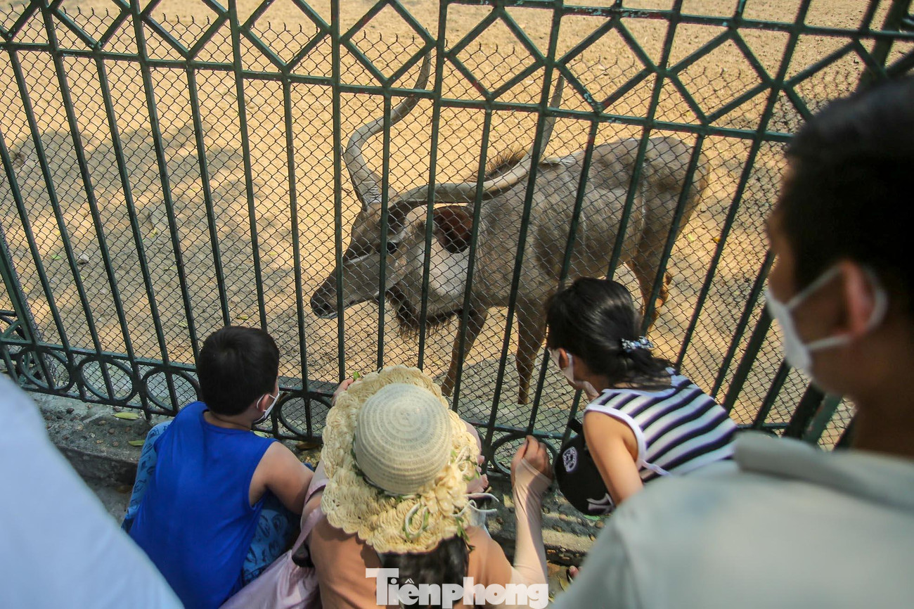 Khu vực chuồng hươu, nai đều hút khách.