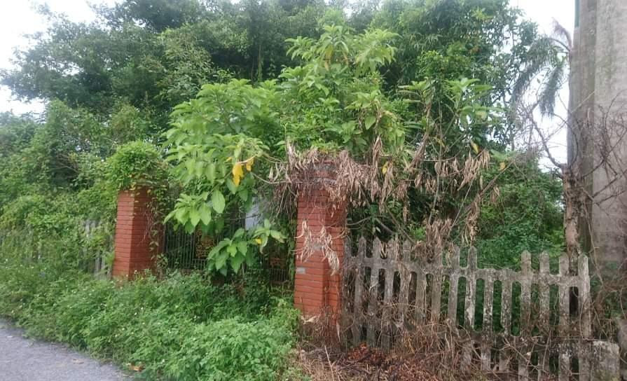 Cỏ dại um tùm bao trùm căn nhà cũ của gia đình Việt Anh.