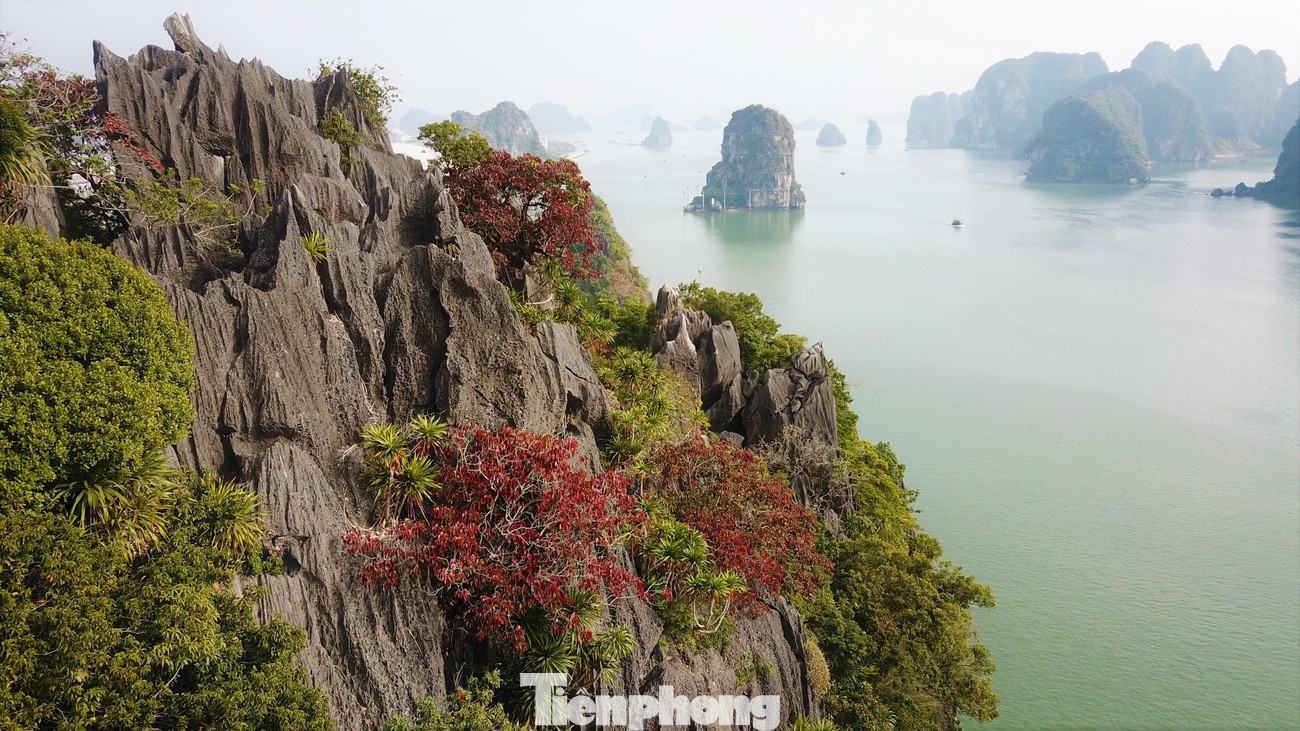 Khác với nhiều loài cây, sòi đỏ chỉ sinh trưởng tốt ở vách núi cao hoặc đỉnh của núi đá.