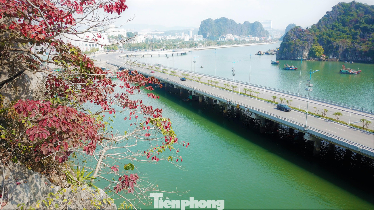 Cứ vào độ giữa đông, sòi đỏ Hạ Long chuyển màu lá đỏ để chuẩn bị đón mùa xuân ấm áp đang đến gần.