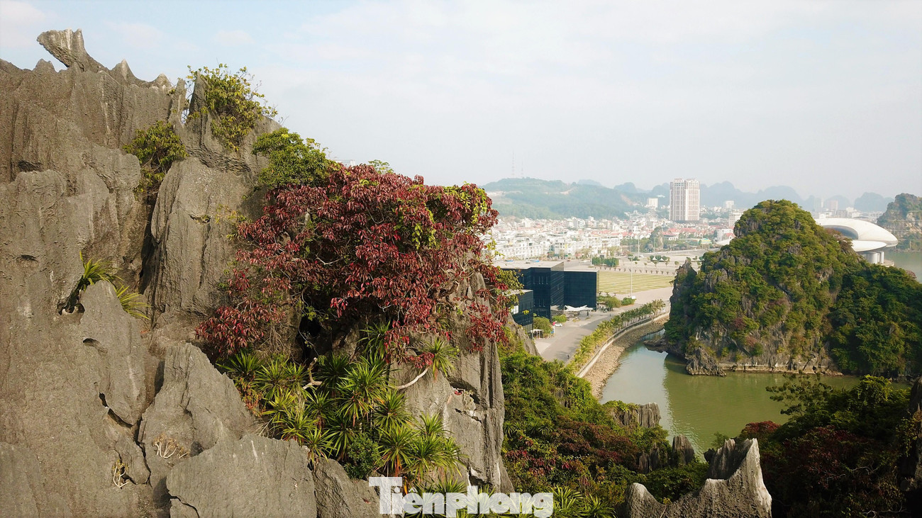 Cây sòi có sức sống mãnh liệt, chỉ bám vào vách đá cheo leo và sống nhờ vào những cơn mưa để tích trữ nước.