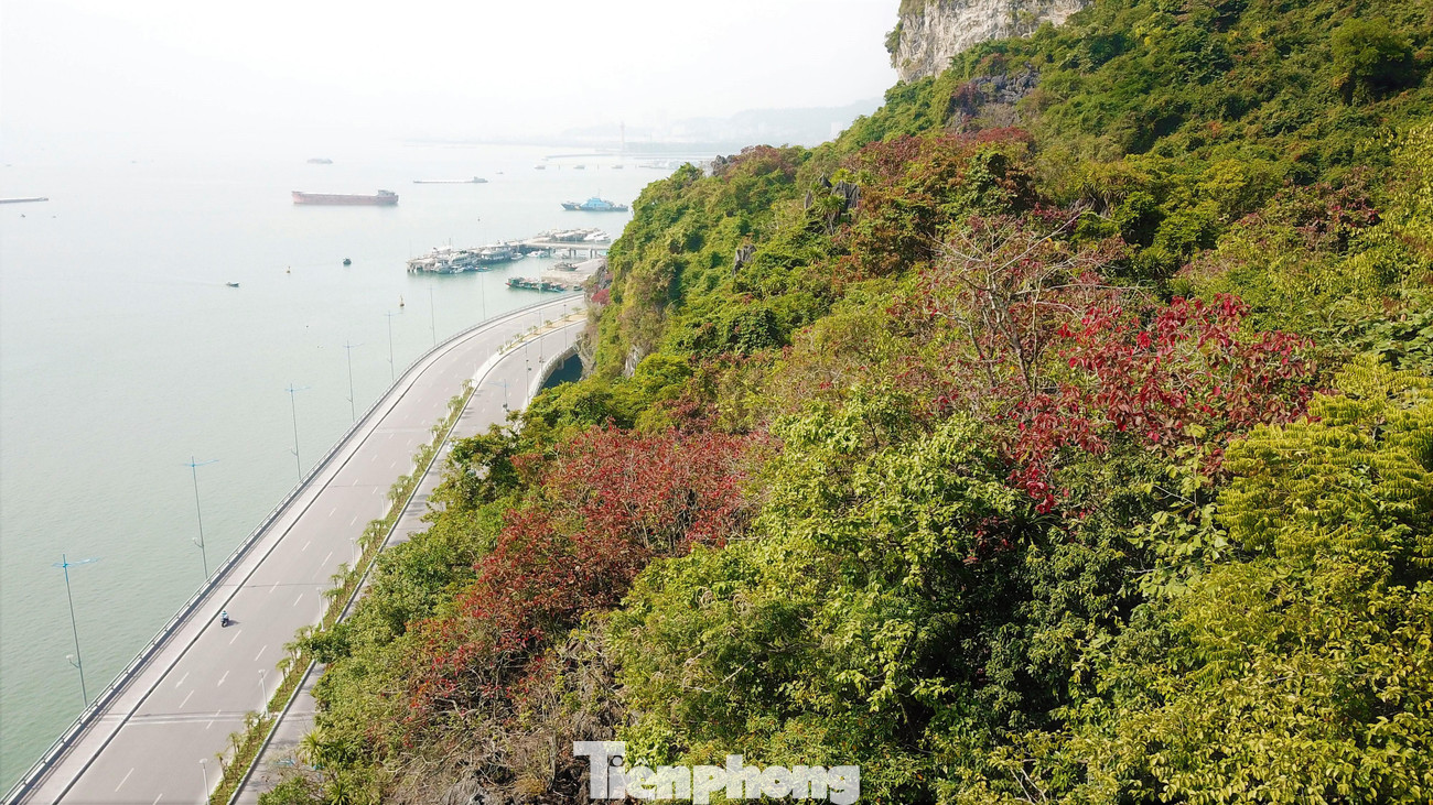 Sòi đỏ mọc thành từng khu. Dọc cầu Bài Thơ, sòi đỏ đang vào độ màu đẹp nhất năm.