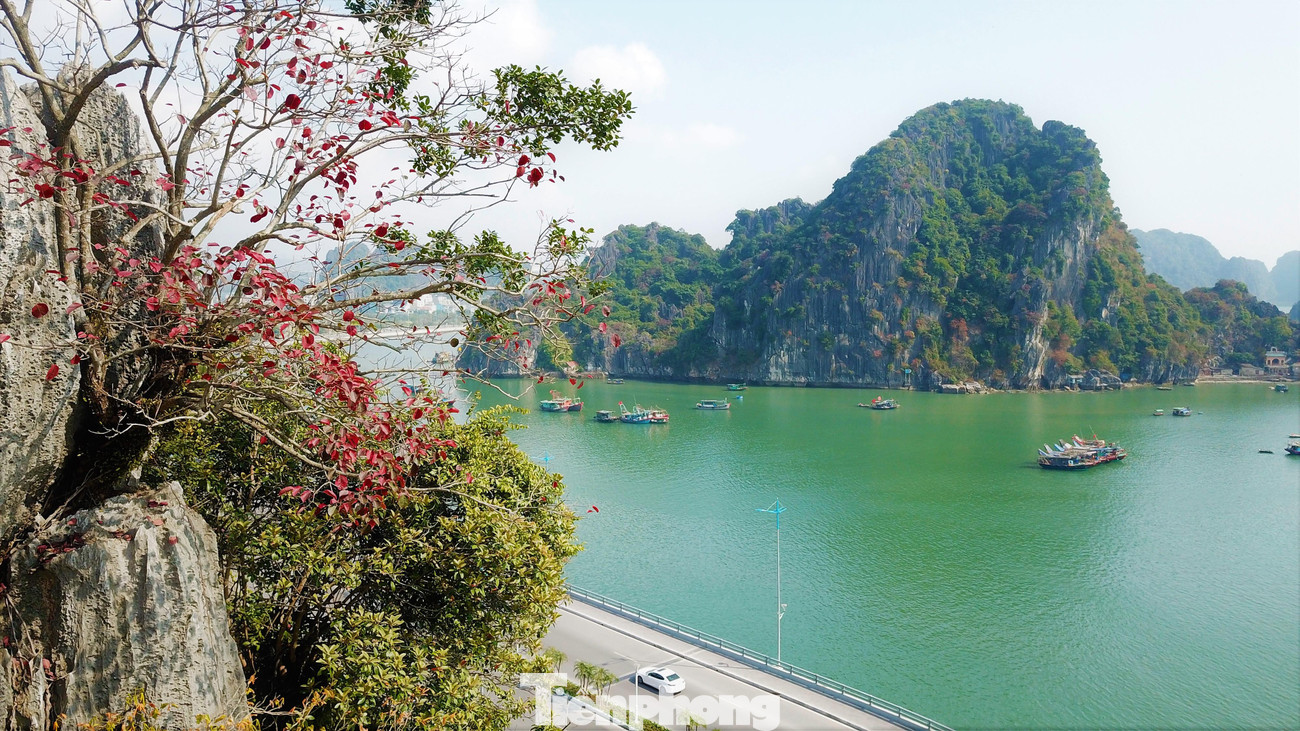 Không như cây phong lá đỏ, lá sòi có màu đỏ thẫm và thân lá dày hơn nên thời gian lưu lại màu đỏ cũng lâu hơn cây phong lá đỏ.