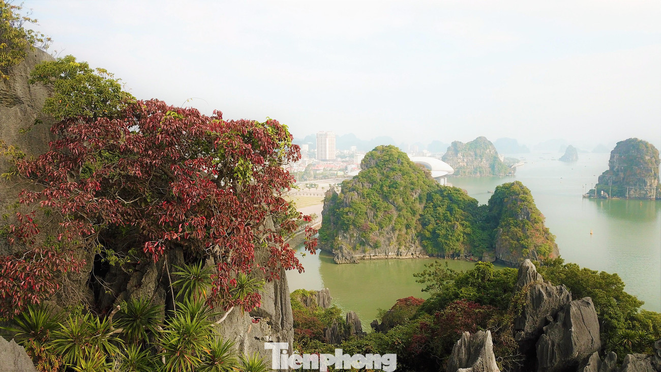 Sòi đỏ đang phủ lên núi đá vịnh Hạ Long một màu sắc đặc biệt.