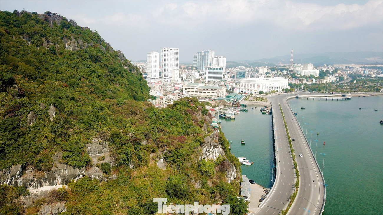 Người dân cho biết, năm nay cây sòi có màu lá khác hẳn trước đây vì ảnh hưởng của thời tiết.