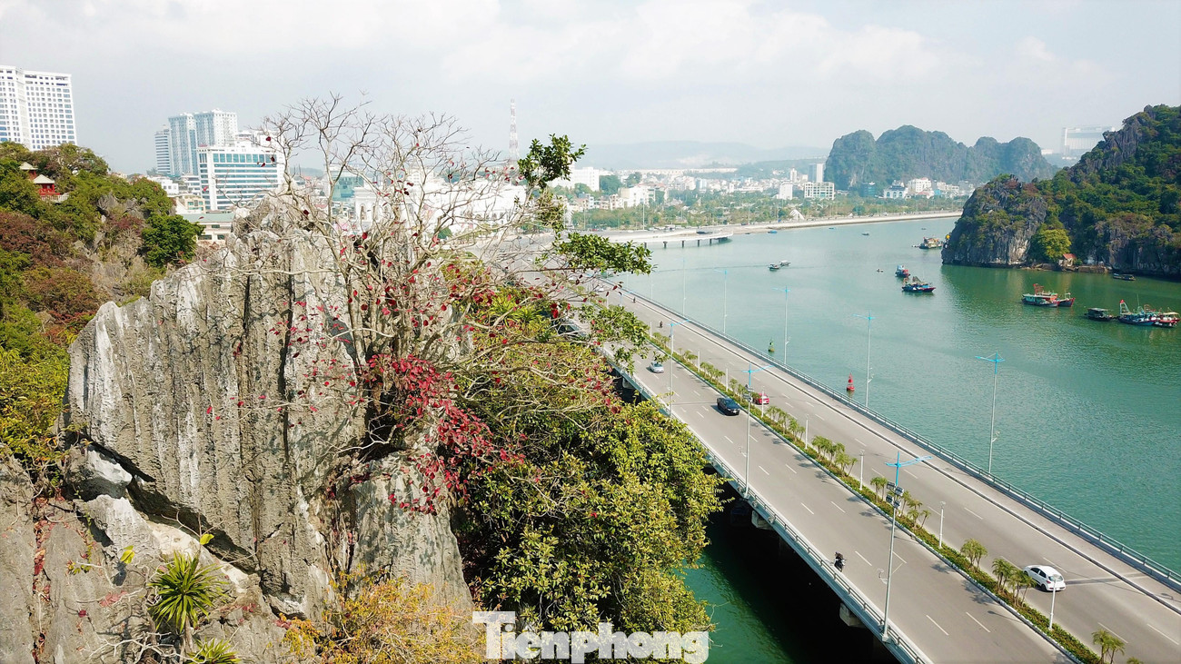 Mùa thay lá của loài cây đặc hữu này thường diễn ra trong 2 tháng cuối mùa đông.