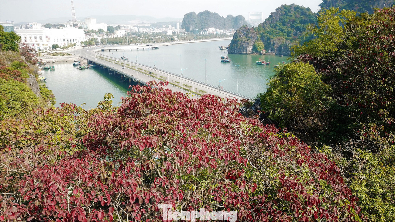 Năm nay mùa đông đến muộn cùng với thời tiết hanh khô khiến lá cây sòi đỏ càng thêm rực rỡ và thời gian thay lá kéo dài hơn mọi năm.
