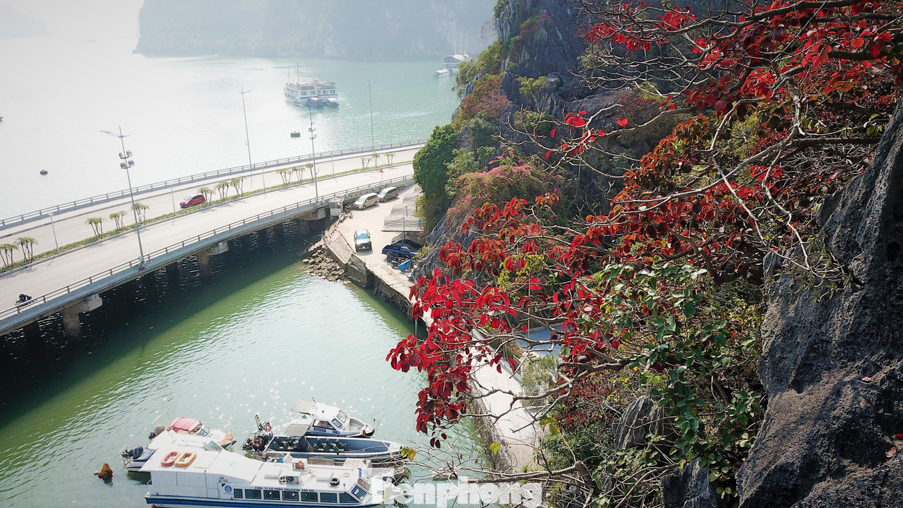 Hơn 1 tháng nay, nhiều hòn đảo đá trên vịnh Hạ Long bỗng nhiên bị "nhuộm" thành màu đỏ. Xen lẫn với màu xanh của các loài thực vật là một màu đỏ rực của một loài cây đặc hữu vịnh Hạ Long được người dân gọi tên là sòi đỏ. Trong ảnh: Đến Hạ Long mùa này, điều dễ gặp nhất là màu đỏ của cây sòi đỏ lá tròn mọc khắp các vách núi đang thay lá.