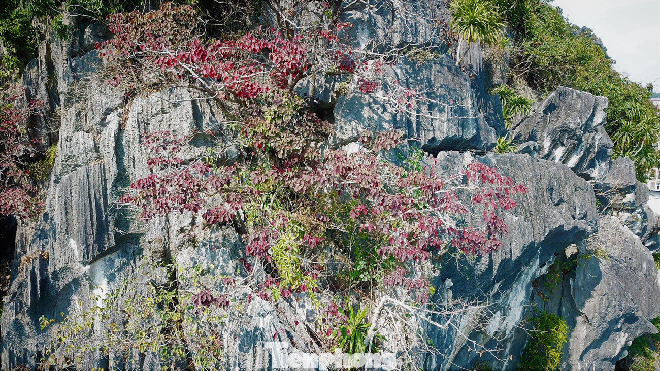 Khắp các vách núi đá ở vịnh Hạ Long đều có sự hiện diện của cây sòi đỏ.