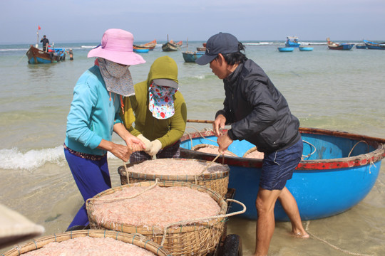 Giáp Tết ngư dân Quảng Ngãi trúng đậm 'lộc biển' ảnh 4