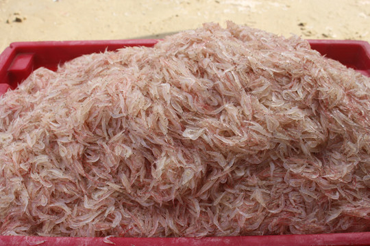 Giáp Tết ngư dân Quảng Ngãi trúng đậm 'lộc biển' ảnh 6