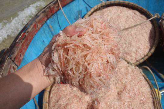 Giáp Tết ngư dân Quảng Ngãi trúng đậm 'lộc biển' ảnh 5