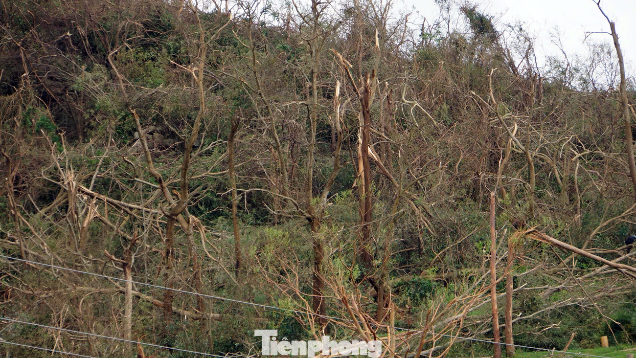 Dọc đường hoa xuyên đảo Cát Bà, những ngọn núi trơ trọi thân cây vì cành lá, ngọn đã bị bão quật gãy. Nhiều cột điện, cột đèn đường cũng bị bão quật đổ.