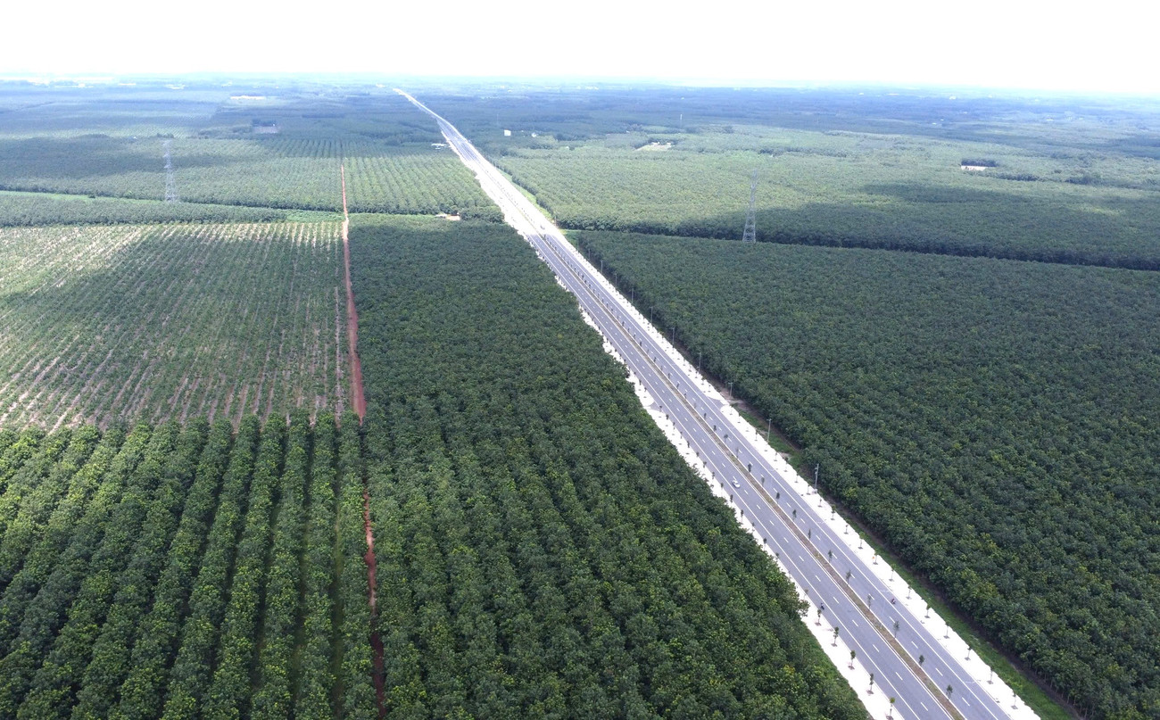 Dự án đường cao tốc TPHCM - Thủ Dầu Một - Chơn Thành đoạn qua tỉnh Bình Dương có hàng chục ha đất trồng cây cao su