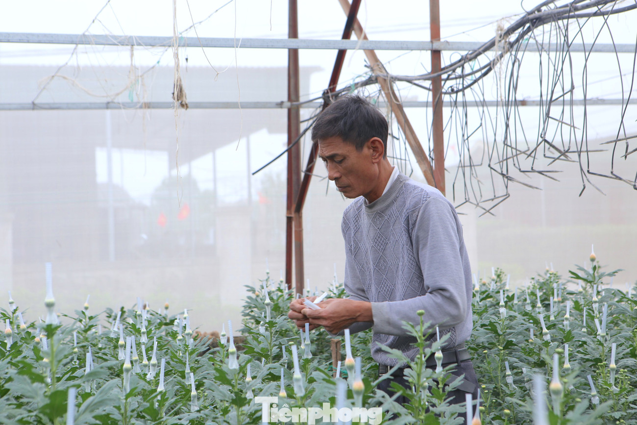 Ông Trương Hữu Phương (thôn Xuân Sơn) trồng hơn 50.000 gốc hoa cúc, giai đoạn này đang gấp rút bọc lưới để bảo vệ hoa. Ông Phương xuống giống hoa khoảng 3 tháng trước, nguồn giống được lấy từ Đà Lạt.