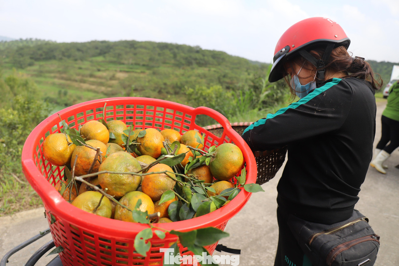 Sau khi hái xong, cam sẽ được đưa xuống đường, đóng thùng và vận chuyển ra các chợ hoặc đi Vinh, Hà Nội... tiêu thụ.