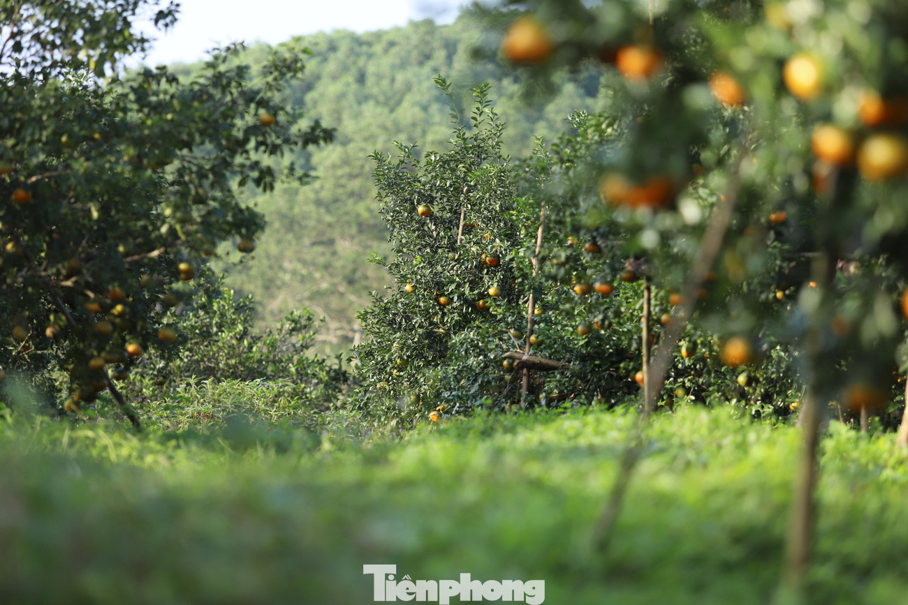 Bắt đầu từ tháng 12 (Âm lịch), những đồi núi ở “thủ phủ” cam bù ngon nức tiếng huyện Hương Sơn (Hà Tĩnh) chín vàng, ngọt đậm. Người dân, thương lái bắt đầu nhộn nhịp chuẩn bị thị trường dịp Tết.