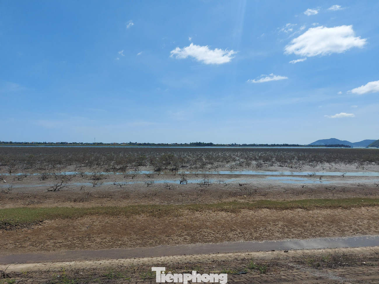 Ông Đào Đức Giang - Hạt trưởng Hạt Kiểm lâm thị xã Kỳ Anh cho hay, sau khi nhận thông tin hàng loạt cây ở rừng phòng hộ ven biển chết, đơn vị đã phối hợp với các ban ngành liên quan tổ chức kiểm tra, tìm nguyên nhân. Hiện có khoảng 25ha cây rừng bị chết, khó có khả năng phục hồi.