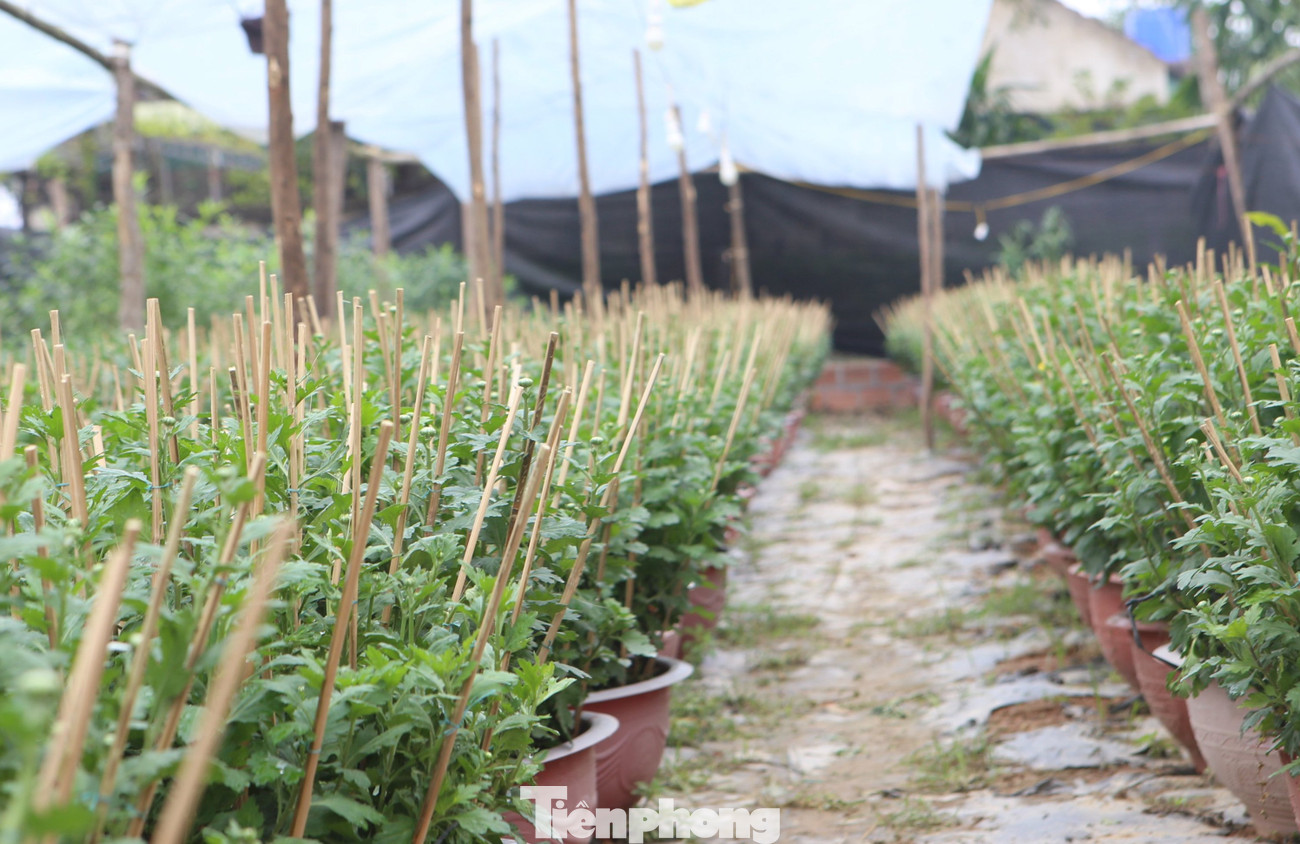 Các chậu hoa cúc được người dân dùng những thanh tre để tạo thế.